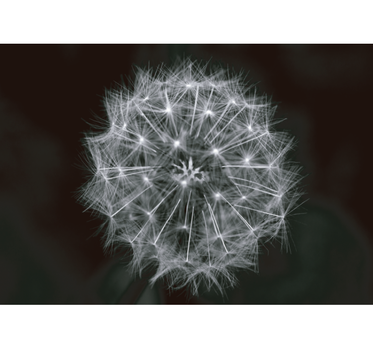 Fototapete Pusteblume Pusteblume blume grau - TenStickers