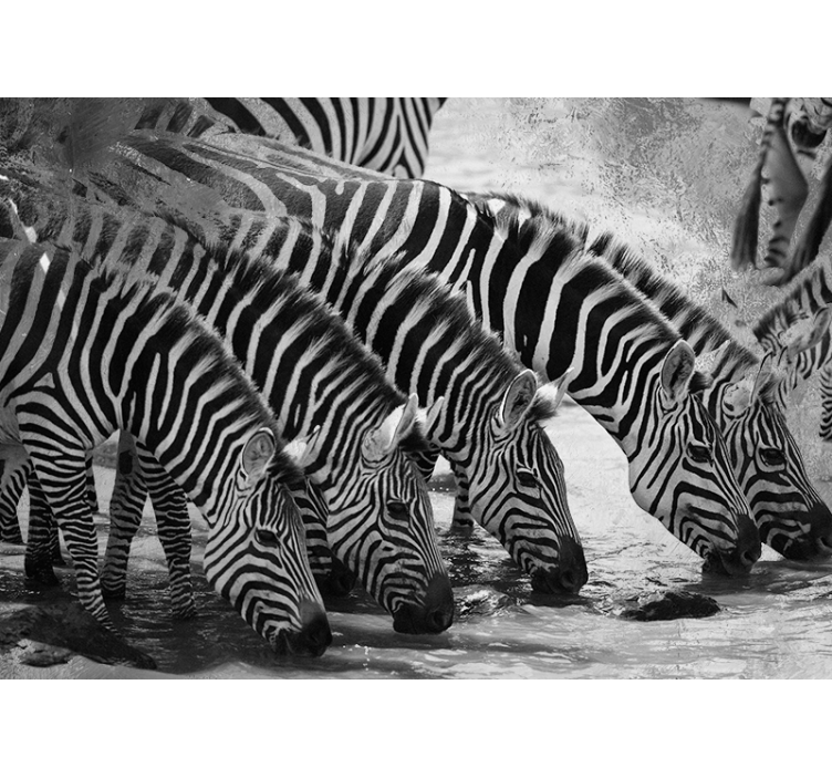 Fototapete Tiere zebras trinken wasser - TenStickers