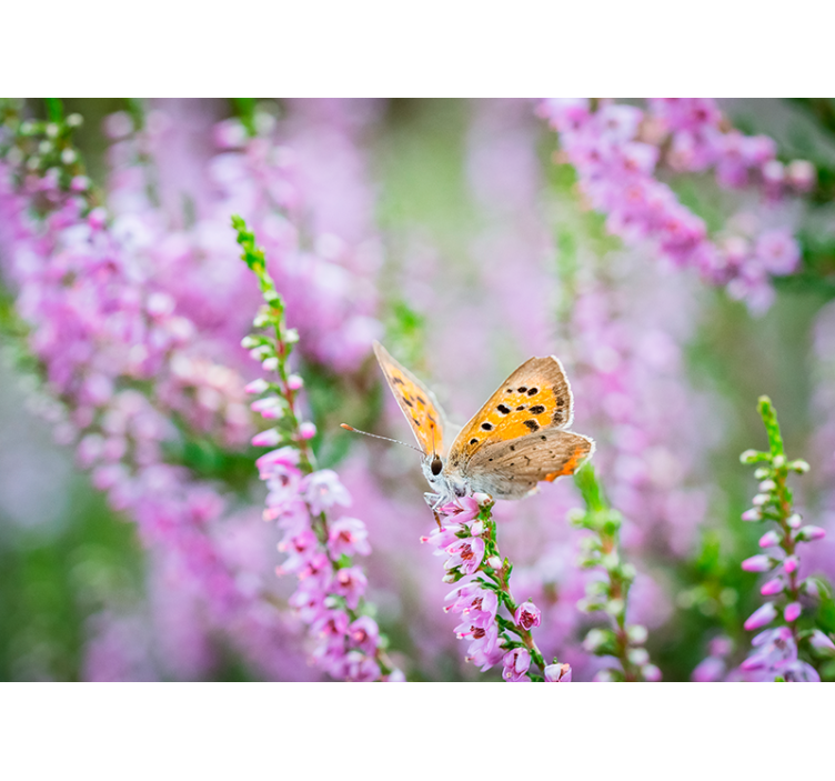 Fototapete Andere Blumen Schmetterling blühende rosa heizung - TenStickers