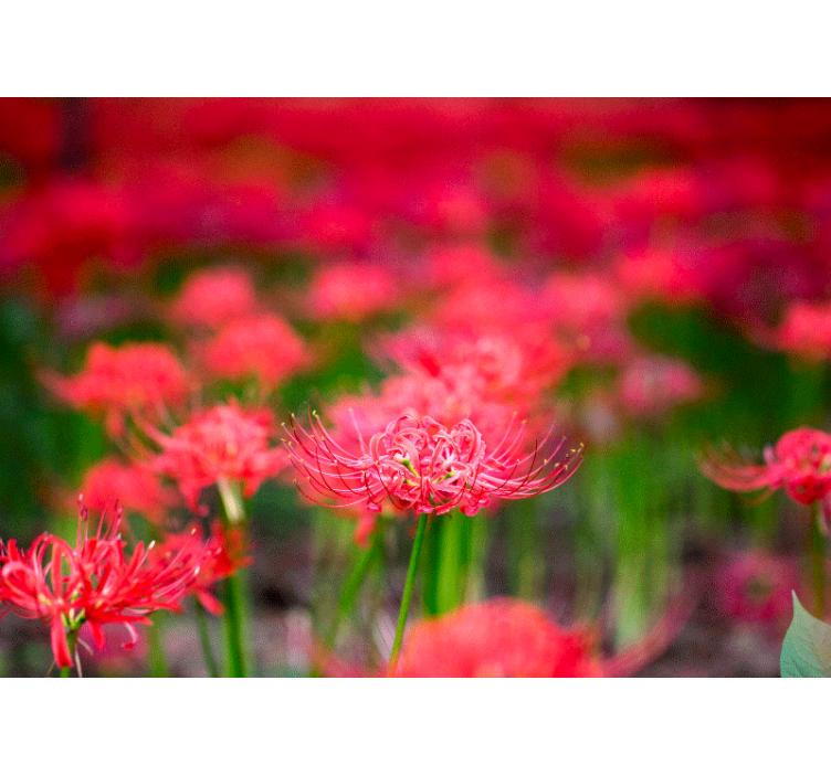 Fototapete mohnblumen lebendige rote blumen - TenStickers