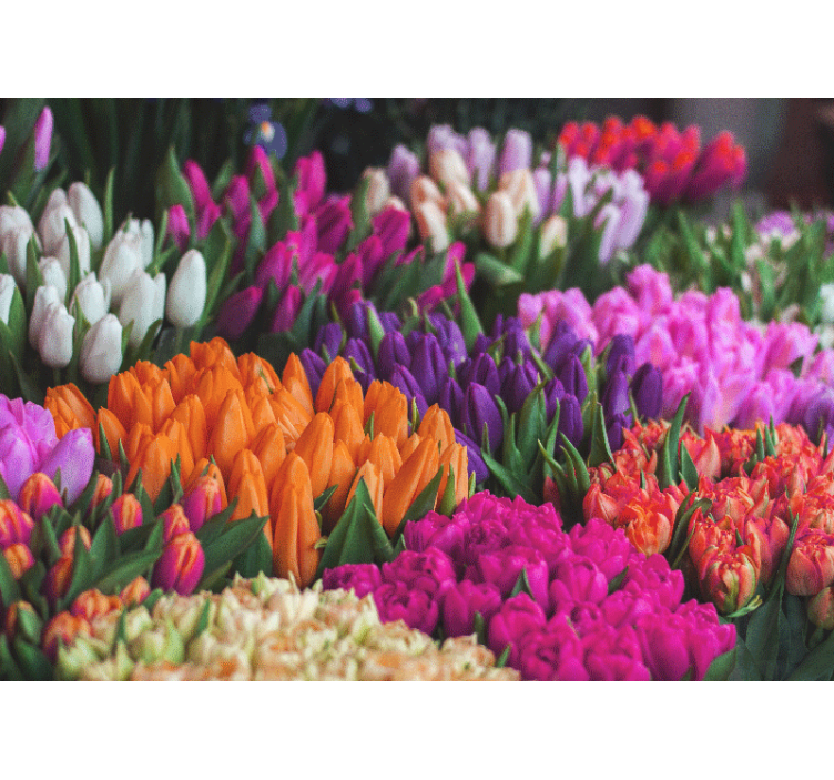 Fototapete blumen tulpen gartenansicht - TenStickers