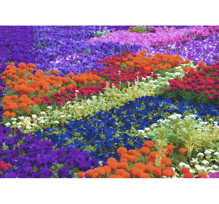 Fototapete weitere Blumen buntes feld - TenStickers
