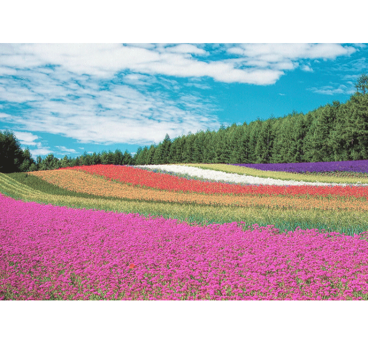 Fototapete blumen lebendige blumenlandschaft - TenStickers