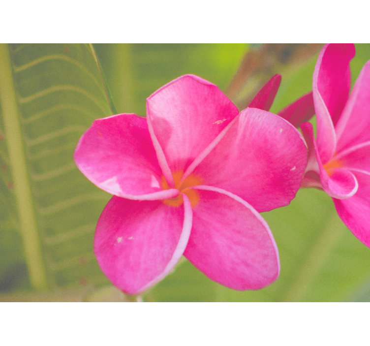 Fototapete blumen in pinkem blütenakzent - TenStickers