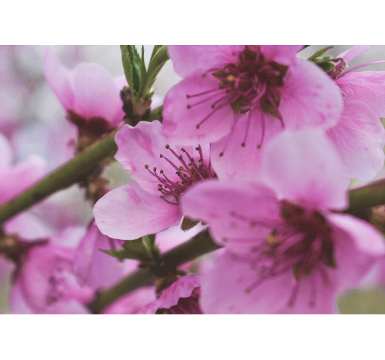 Fototapete mohnblumen strahlende pinke blumen - TenStickers