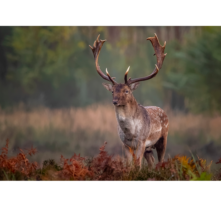 Fototapete tiere majestätische hirschpräsenz - TenStickers