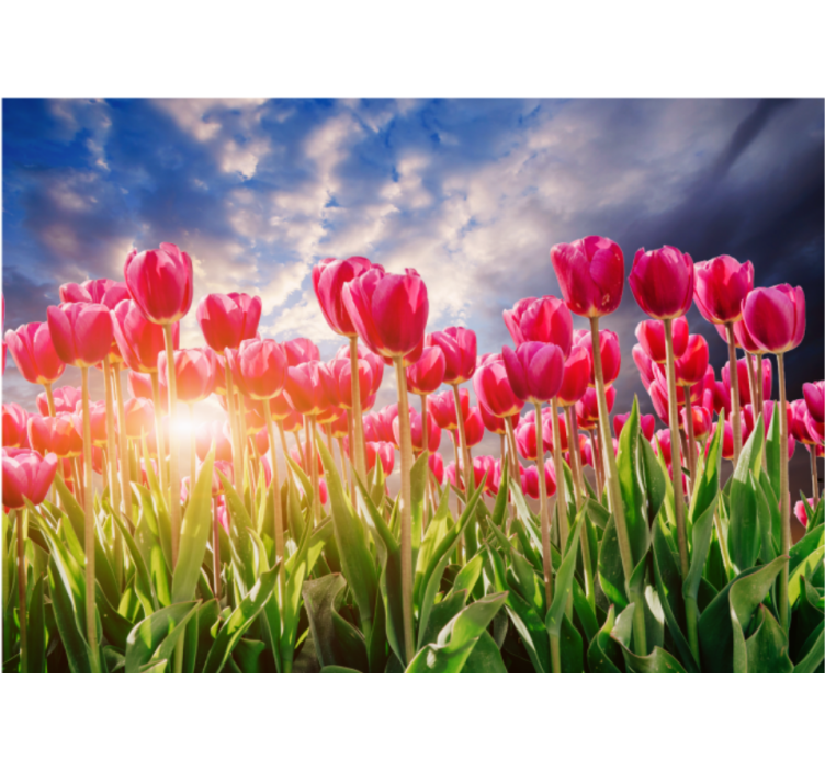 Fototapete Tulpen Blumiger sonnenuntergang - TenStickers