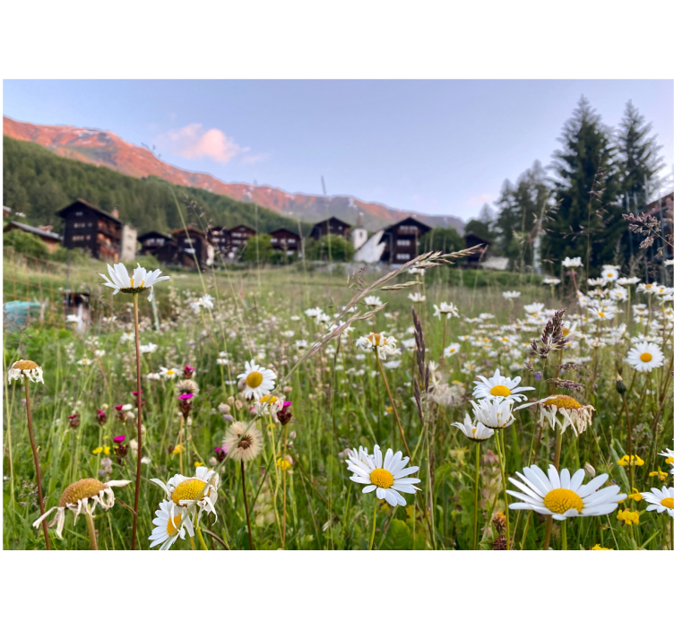 Fototapete Tulpen Feld der gänseblümchen und dorf - TenStickers