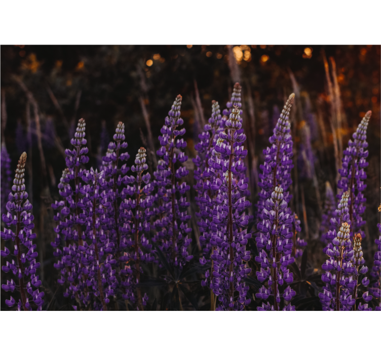 Fototapete Andere Blumen Wald mit violetten blüten - TenStickers