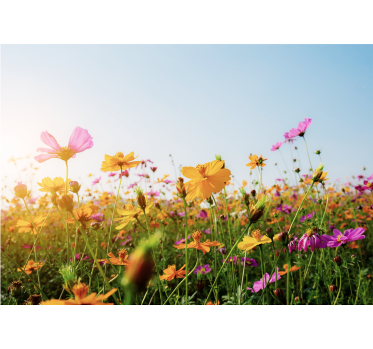 Fototapete Andere Blumen Mischung von blumenarten - TenStickers