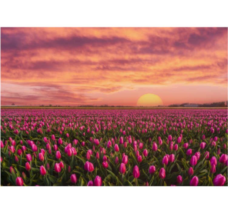Fototapete blumen tulpenfeld im sonnenuntergang - TenStickers