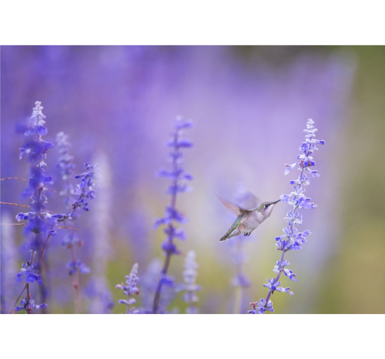 Fototapete blumen kolibri und blumen - TenStickers
