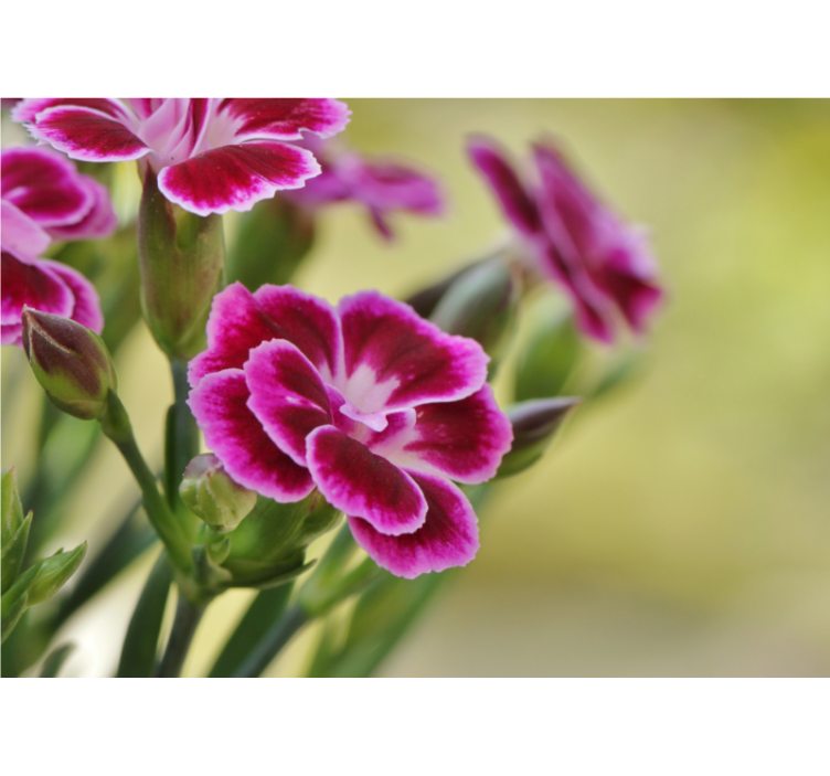 Fototapete Andere Blumen Nahaufnahme nelke - TenStickers