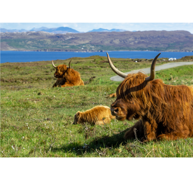 Fototapete natur mit weidenden highland-rindern - TenStickers