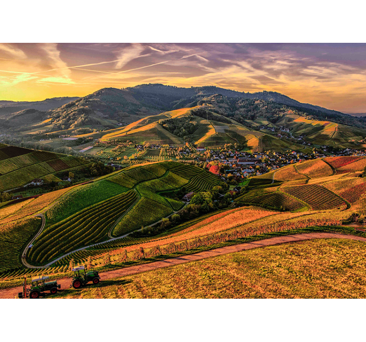 Fototapete Landschaft üppiger blick auf die weinberge - TenStickers