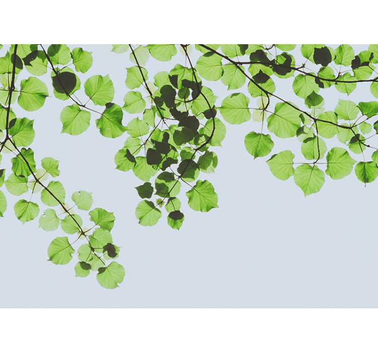 Fototapete baum blätterdach aus zweigen - TenStickers
