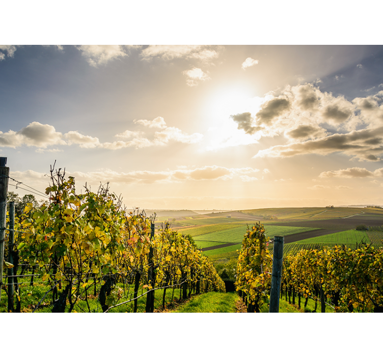 Fototapete landschaft weinberg sonnenuntergang - TenStickers