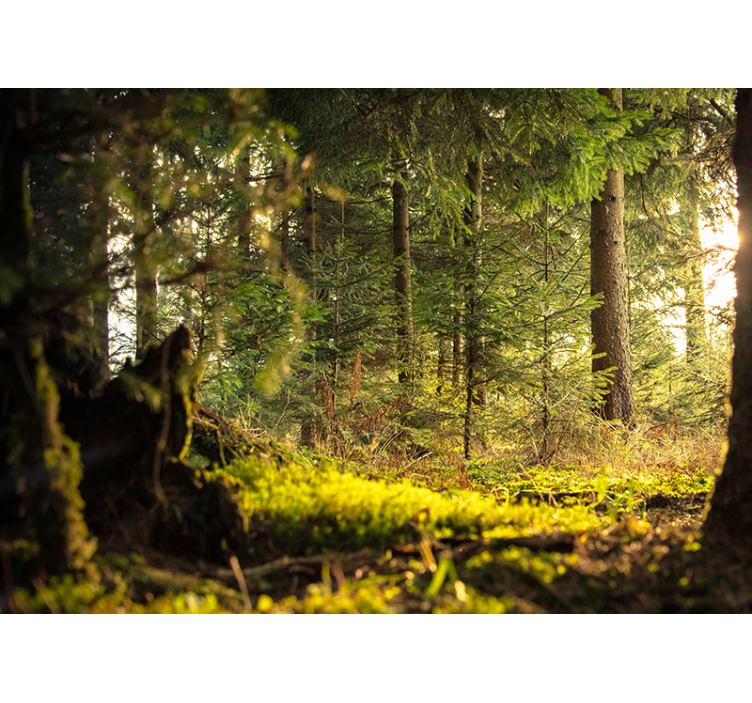 Fototapete wald ruhige grüne landschaft - TenStickers