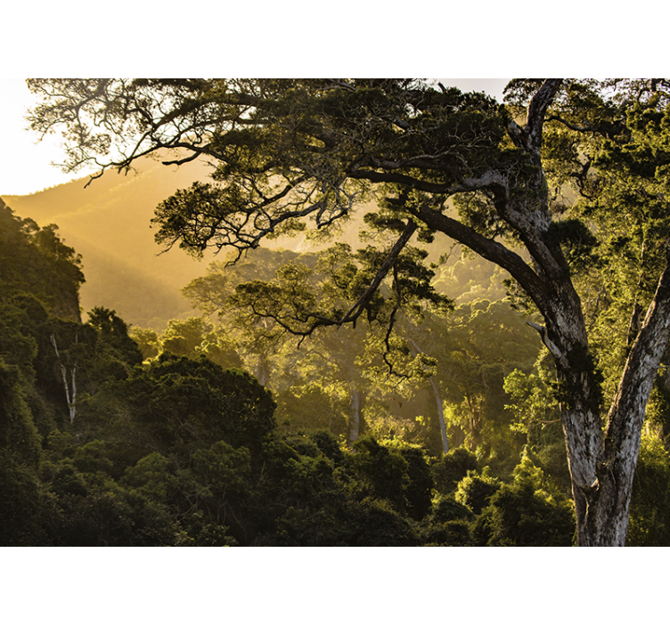 Fototapete natur üppige waldlandschaft - TenStickers
