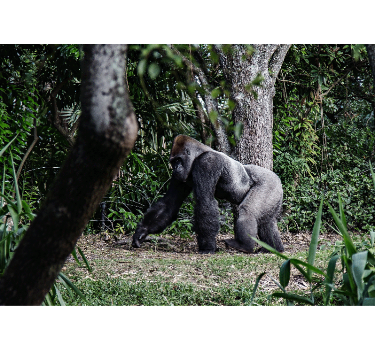 Fototapete tiere majestätischer gorilla beim spaziergang - TenStickers