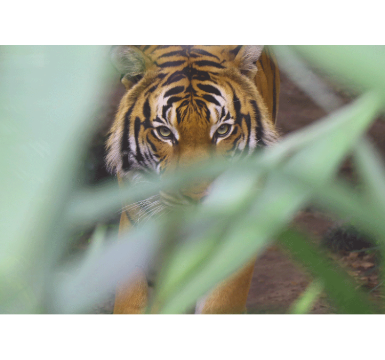 Fototapete tiere tiger in der wildnis - TenStickers
