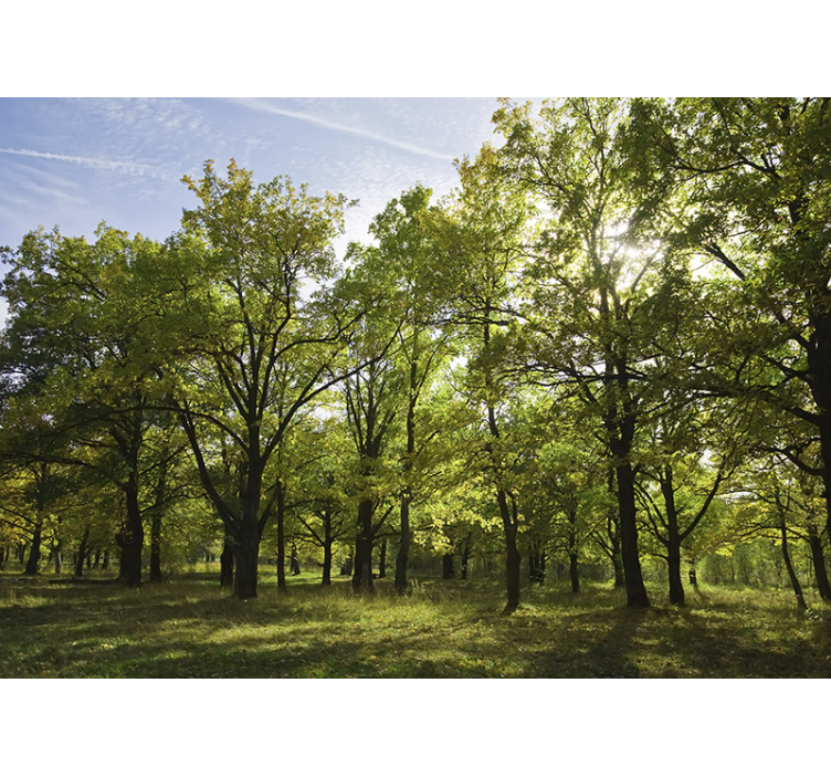 Fototapete natur lebendige blätterlandschaft - TenStickers