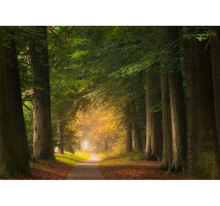 Fototapete natur waldweg szene - TenStickers