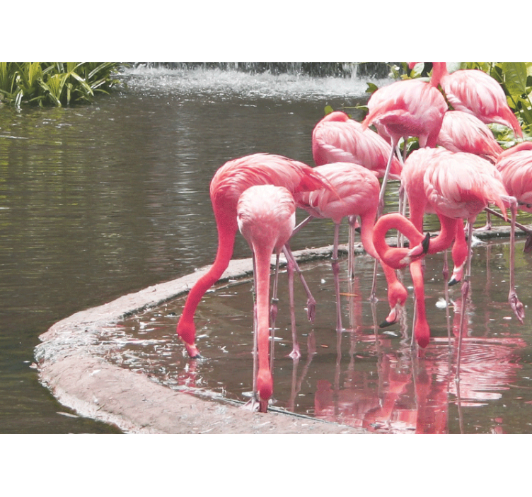 Fototapete tiere flamingo zusammenstellung - TenStickers