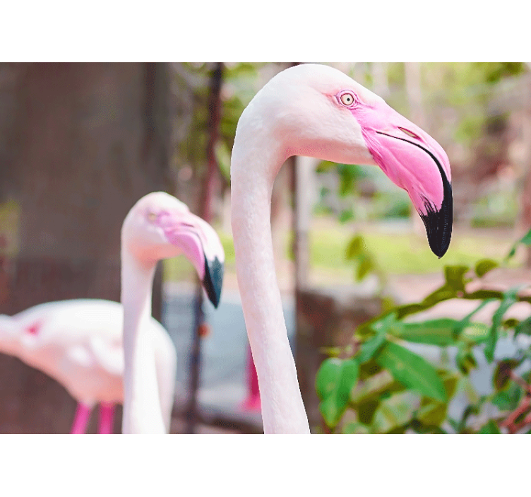 Fototapeten weitere tiere elegantes flamingopaar - TenStickers