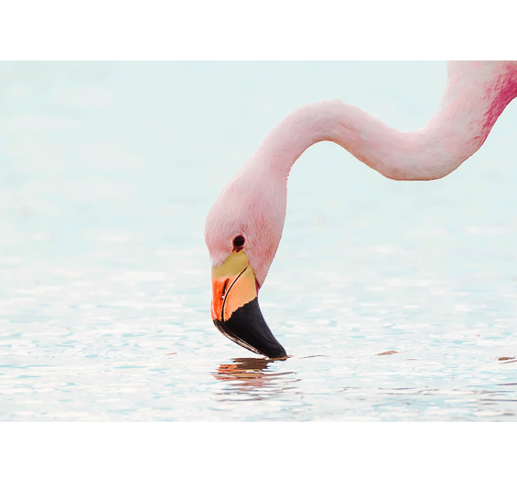 Fototapeten weitere tiere flamingo wasserreflexion - TenStickers