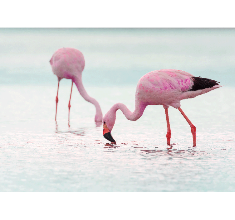 Fototapete tiere flamingo fütterungsszene - TenStickers