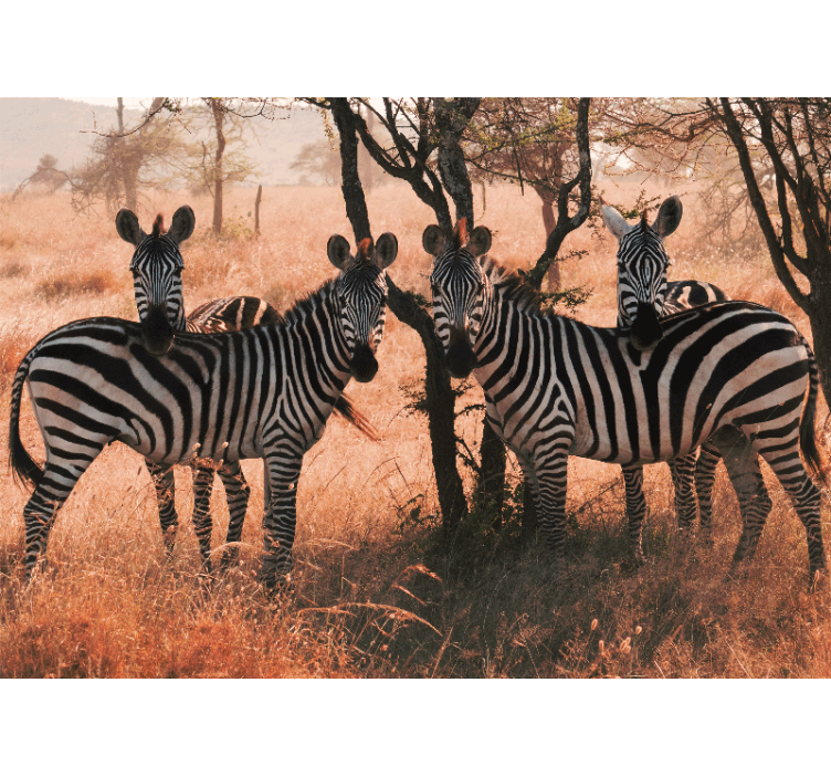 Fototapete Tiere Zebras in der savanne bei down - TenStickers