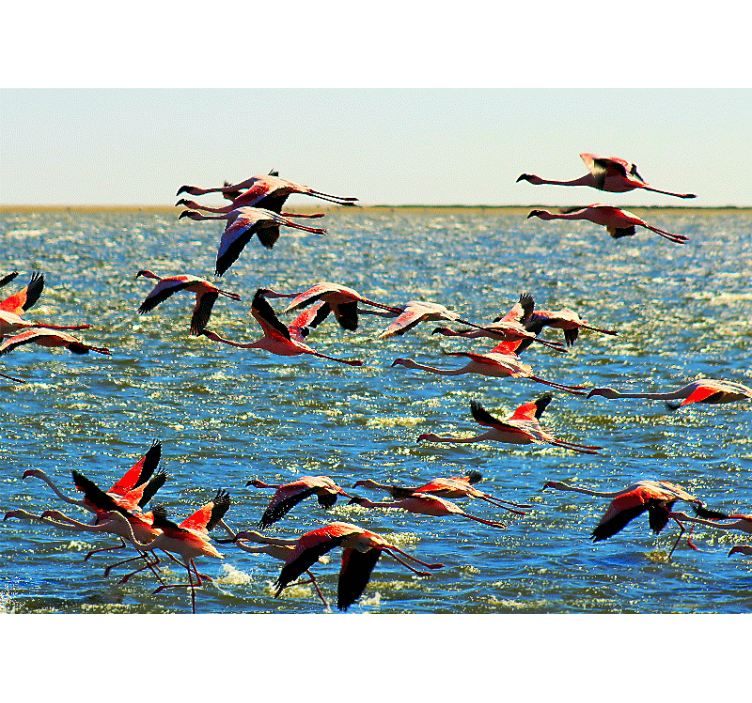 Fototapete tiere flamingogruppe im flug - TenStickers