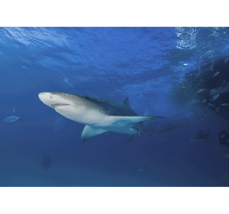 Fototapete tiere majestätische haifisch-entdeckung - TenStickers