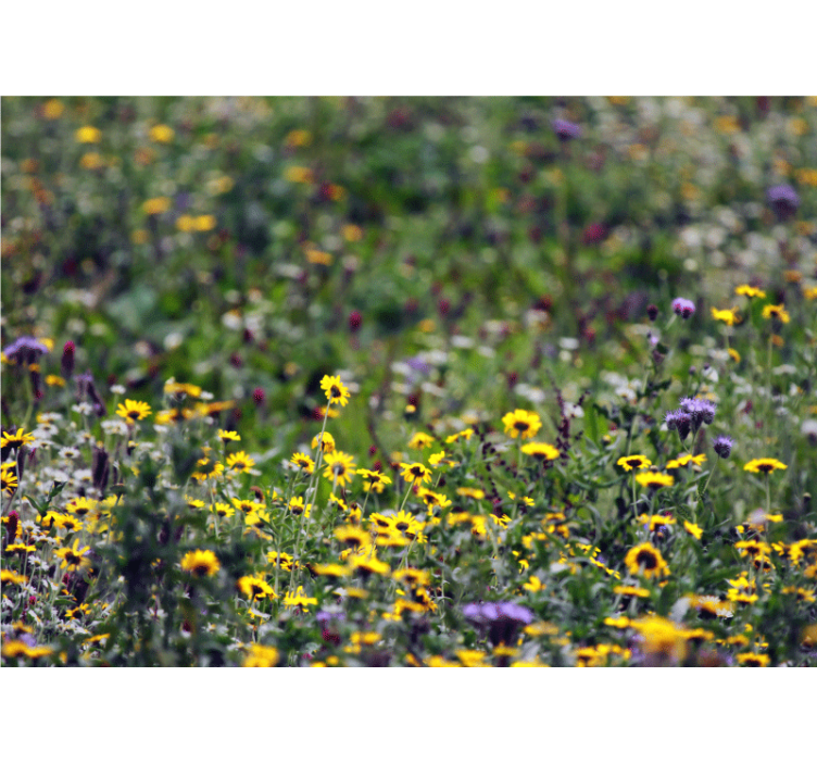 Fototapete blumen sonnenwiesenblüten - TenStickers