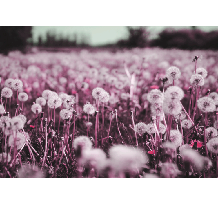 Fototapete Pusteblume lila feldszene - TenStickers