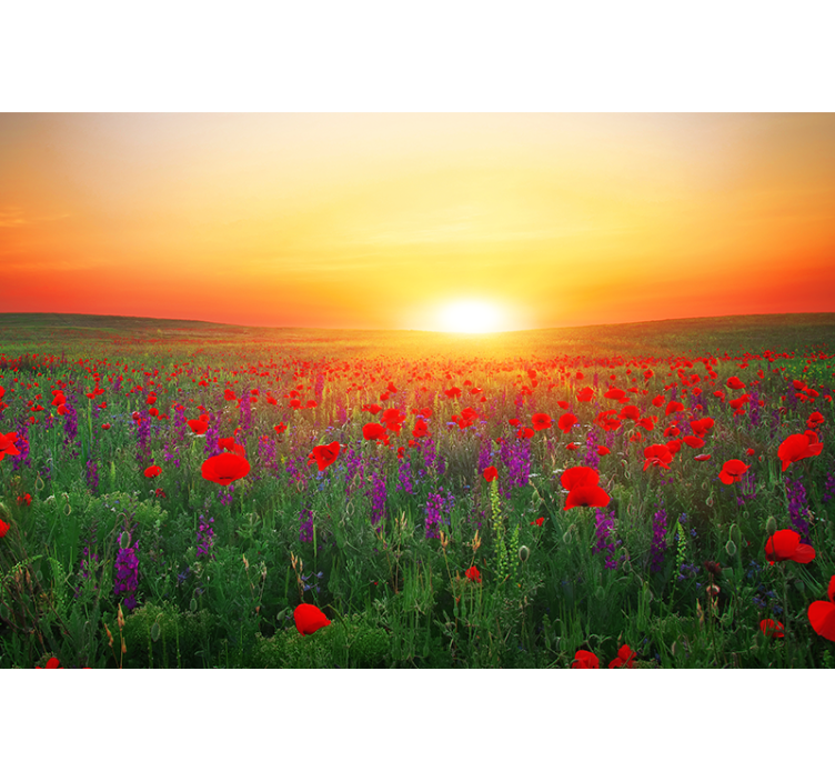 Fototapete mohnblumen goldener sonnenuntergang - TenStickers