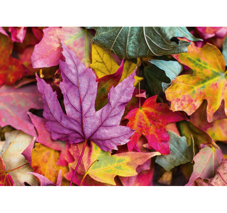 Fototapete blumen mit bunten blattmustern - TenStickers