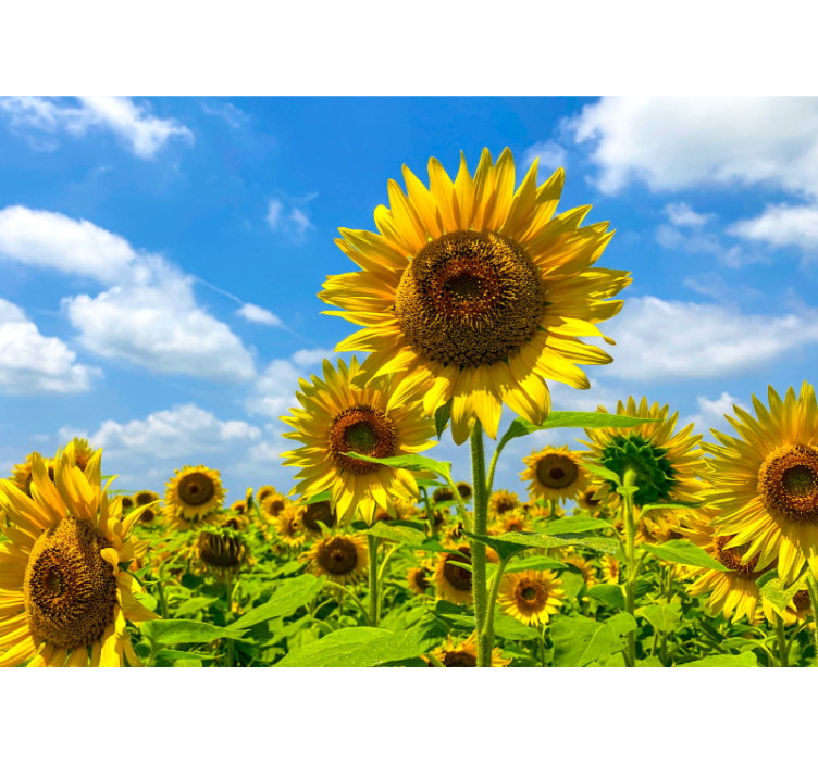 Fototapete blumen sonnenblumenfeld szene - TenStickers