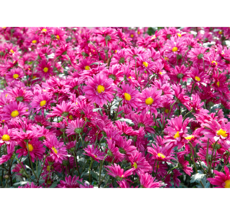 Fototapete blumen pinke blumenexplosion - TenStickers