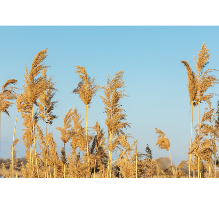 Fototapete natur goldene graslandschaften - TenStickers