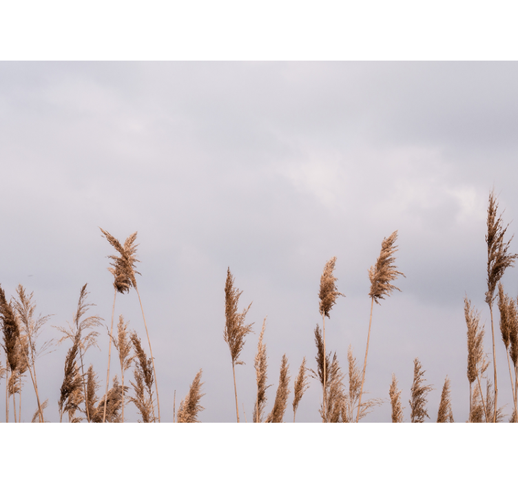 Fototapete Natur Pampasgras neblige aussicht - TenStickers