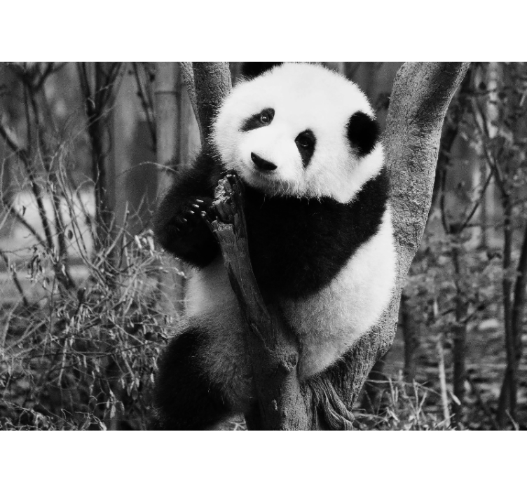 Fototapete tiere panda auf baum - TenStickers