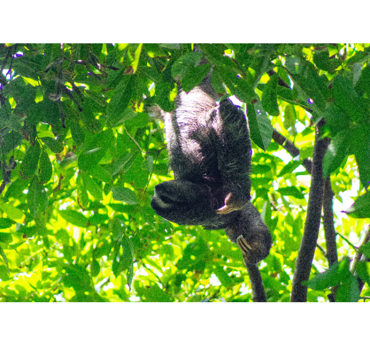 Fototapete tiere faultier mit hängendem grün - TenStickers