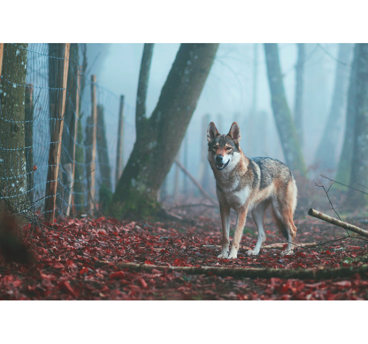 Fototapete tiere wolf im nebligen wald - TenStickers