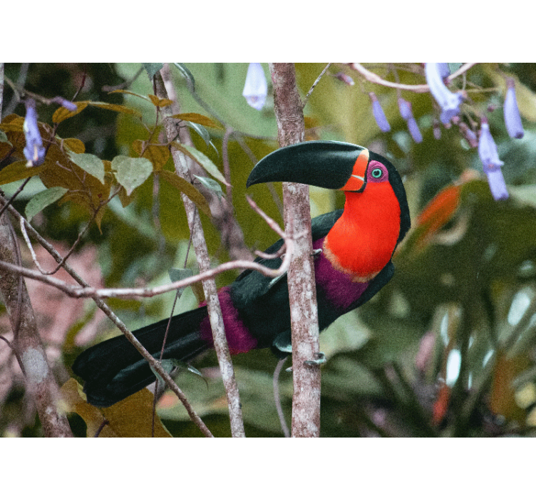 Fototapete tiere bunter tukan im display - TenStickers