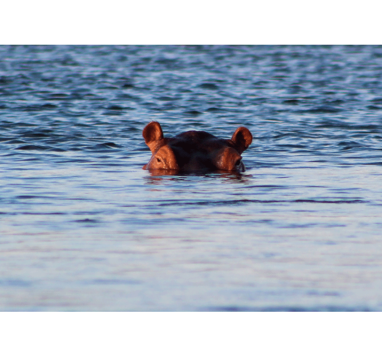 Fototapete tiere nilpferd schwimmt ruhig - TenStickers