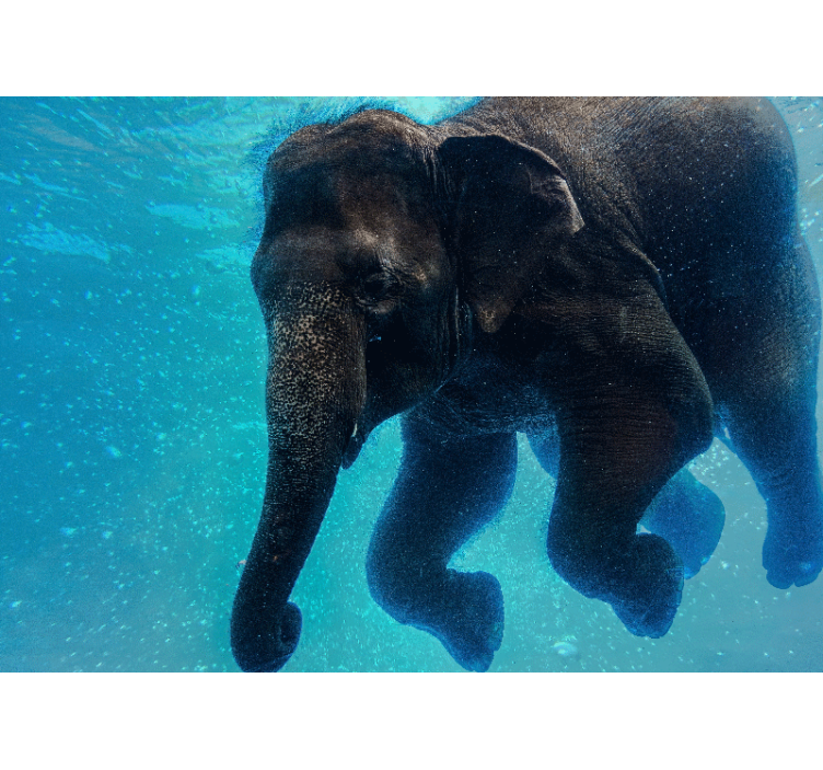 Fototapete meer mit unterwasser-elefant - TenStickers
