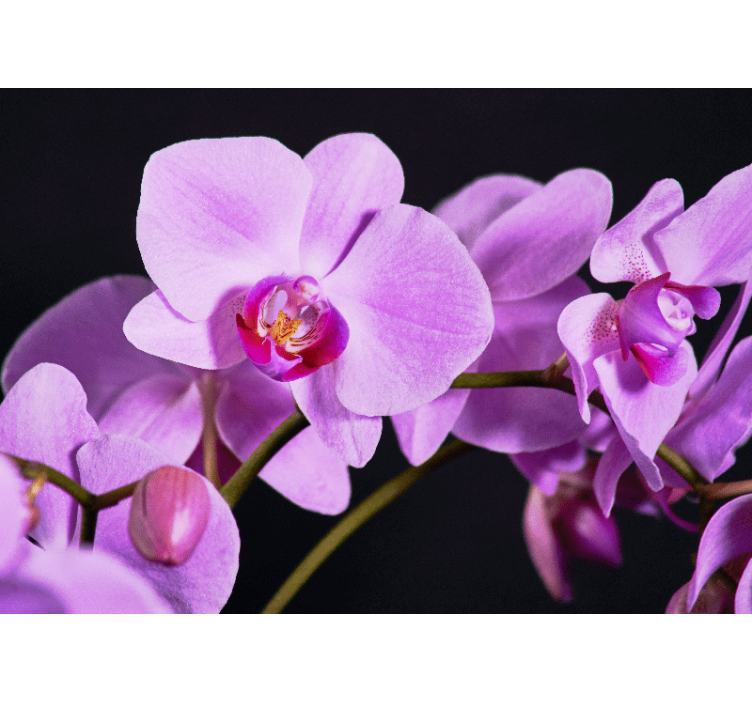 Fototapete orchidee anmutige orchideenblüten - TenStickers