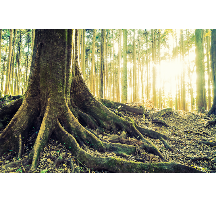 Fototapete wald mit sonnenlicht baumwurzeln - TenStickers